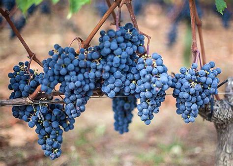 Merlot Grapes St. Emilion are about to be harvested.