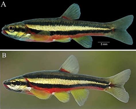 That Yellow-finned Minnow in Your Local Creek May Be One-of-a-kind - The Roanoke Star