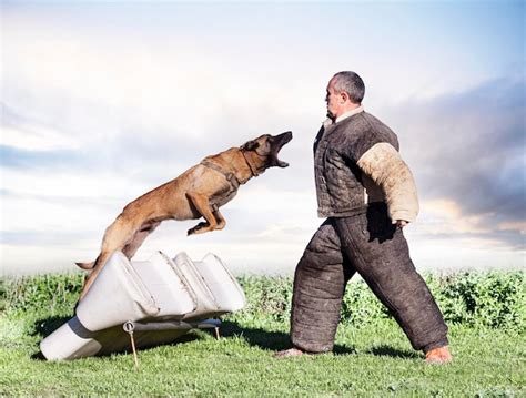 Premium Photo | Training of belgian shepherd