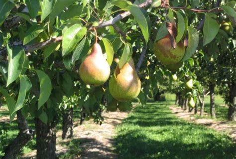 Growing Organic Pears - From Seed, Cuttings | Agri Farming