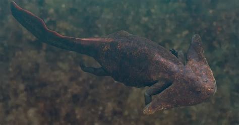 10 interesting facts about diplocaulus( You Didn't Know )