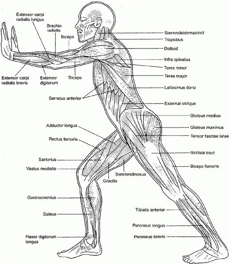 Anatomy And Physiology Free Coloring Pages - Coloring Home