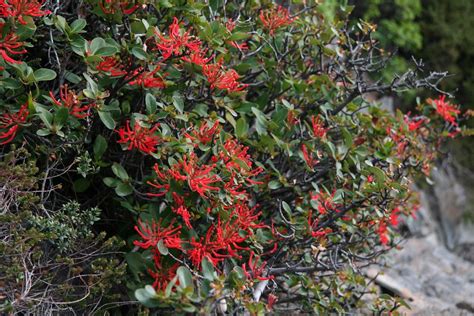 Chilean Fire Bush | Embothrium coccineum, Torres del Paine N… | Flickr