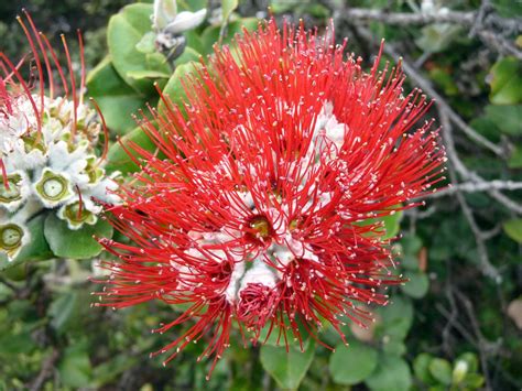 Mountain Lehua - Hawaii Pictures