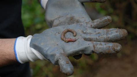 Earthworm project reaches final of global genome competition - News - Cardiff University