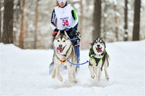 Siberian husky sled dog racing 35661300 Stock Photo at Vecteezy