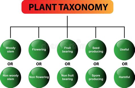 Plant taxonomy diagram - vector. Clear diagram of the plant taxonomy. Great for school, students ...