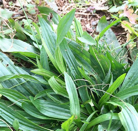 How to Make Your Own Healing Salve with Plantain-infused Olive and Coconut Oils