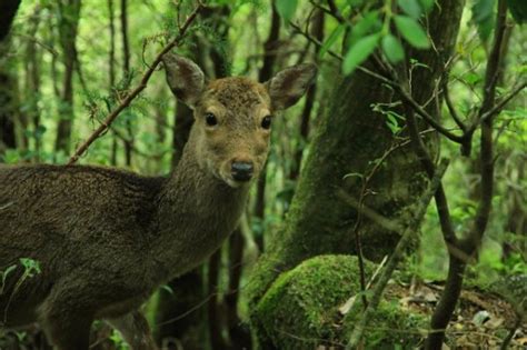 Best Yakushima Hiking Trails | Japan Wonder Travel Blog