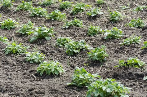 Potato Spacing In Rows | Enreporter