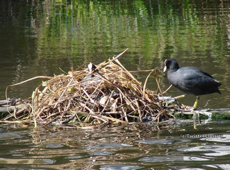 Birds and wildlife: Baby Coots on the Regents Canal near Limehouse - London wildlife