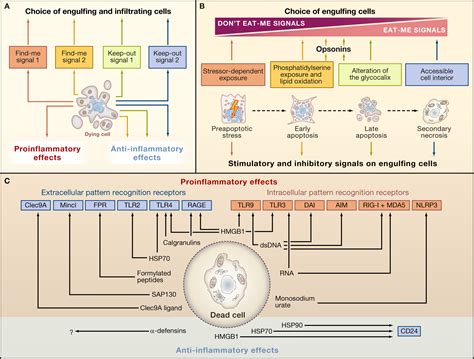 Decoding Cell Death Signals in Inflammation and Immunity: Cell