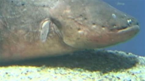 Shocking News: Electric Eels Exert Remote Control Over Prey