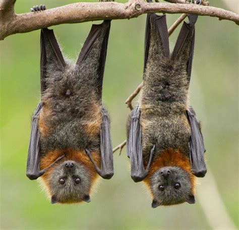 FLYING-FOX FACTS - Little Aussie Bat