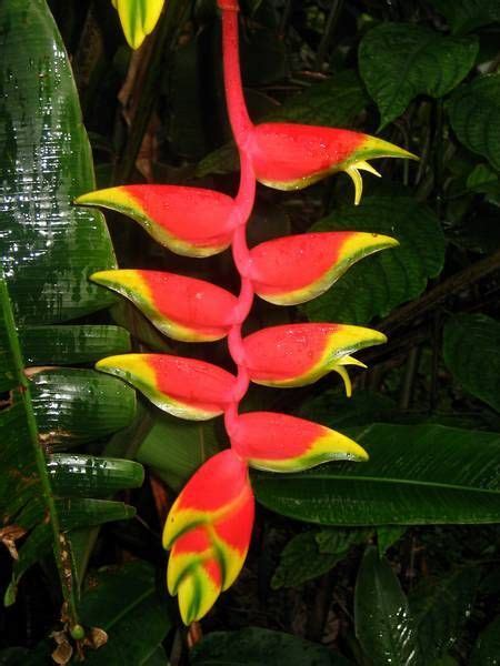 Heliconia rostrata- Very popular inthe Atlantic forest in Brazil | Heliconias, Plantas