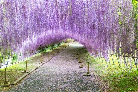 Wisteria Flower Tunnel in Japan's Kawachi Fuji Garden: Photos and Facts That'll Tempt You to ...