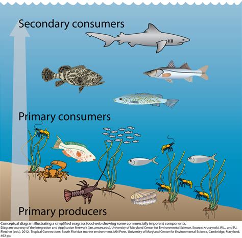 Marine Ecosystems Food Web