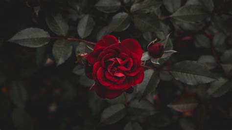 27 Aesthetic Rose Wallpapers - Wallpaperboat