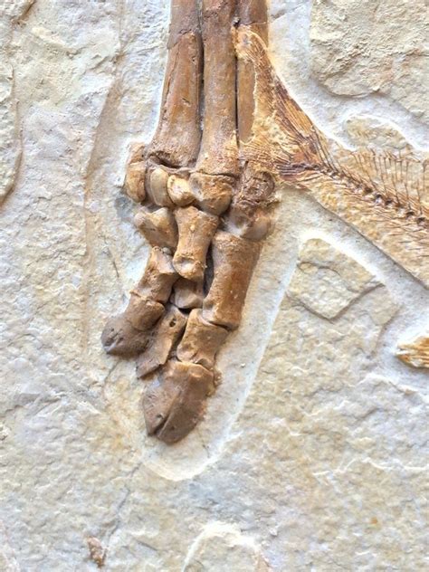 New Fossil Discovery - “Olive” A Primitive Horse Ancestor From The Green River Formation ...