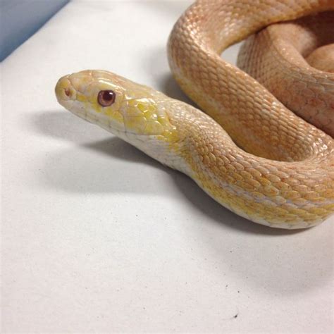 Albino yellow rat snake | Rat snake, Snake, Animals