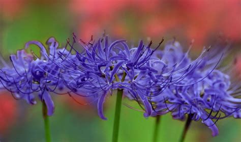 5 Pcs Purple Lycoris Radiata Bulbs Purple Spider Lily Bulbs Rare Color