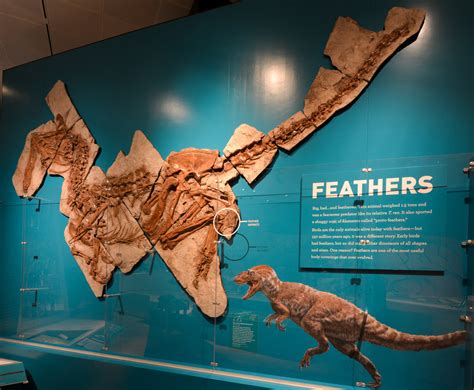 Yutyrannus Feathers