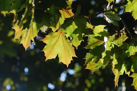 red-maple-leaves-465 – Growing With Science Blog