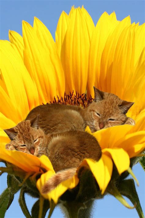 Cats in sunflower