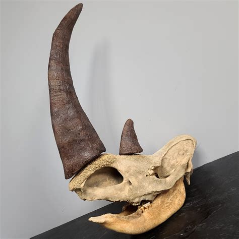 Woolly Rhino Fossil Skull, Complete (SALE) – SkullStore Inc.