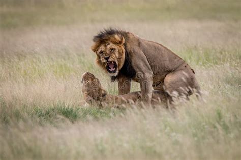 Lion Couple Mating in the High Grass. Stock Image - Image of power ...