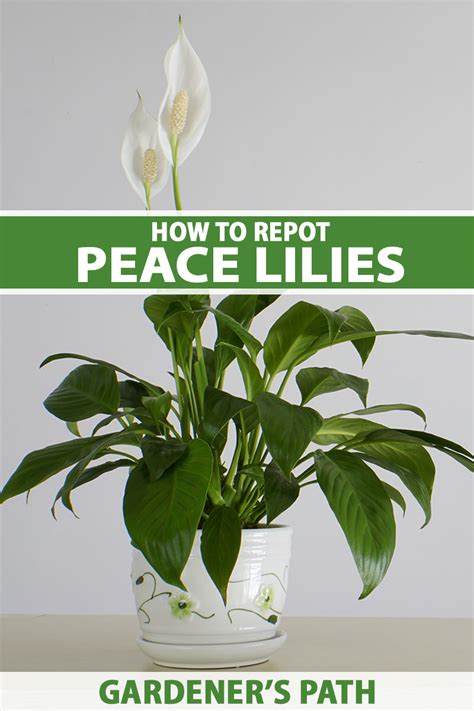 How To Repot Peace Lilies Gardener S Path | gardenerpath