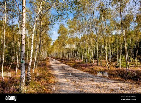 Autumn landscape of mixed forest with undergrowth shrub of common heather - latin Calluna ...