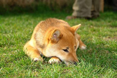 A Guide To Shiba Inu Training | Canna-Pet®