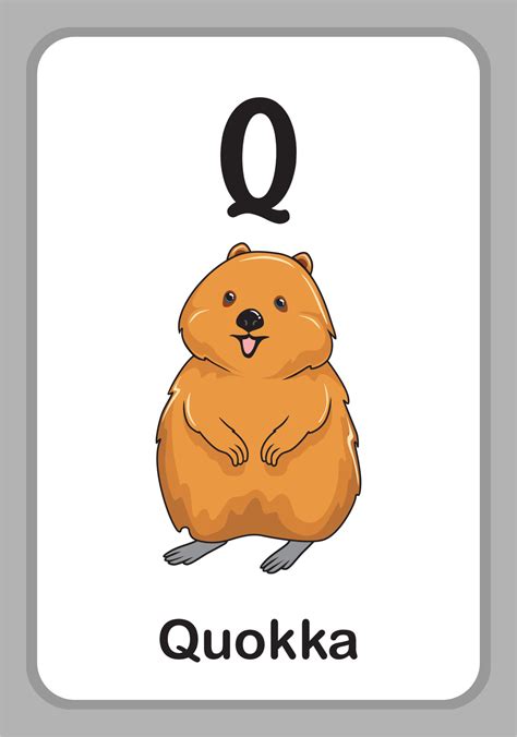 Animal Alphabet Education Flashcards - Q for Quokka 4705606 Vector Art ...