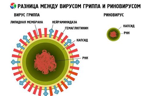 Rhinoviruses in adults and children: symptoms and treatment