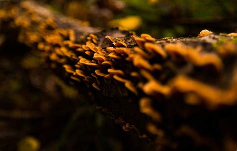 Nature, Wood, Tree, Autumn, Macro, Forest, Rotten, Fungus HD wallpaper ...