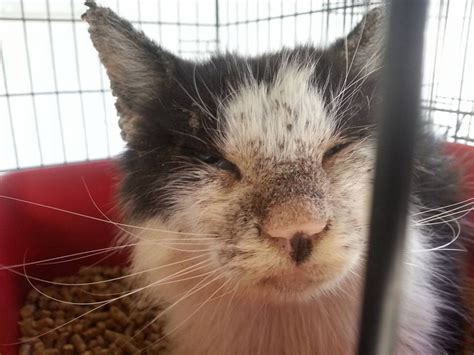 Mange mites and droppings on his face...not dirt! | Foster cat, Citrus county, Citrus county florida