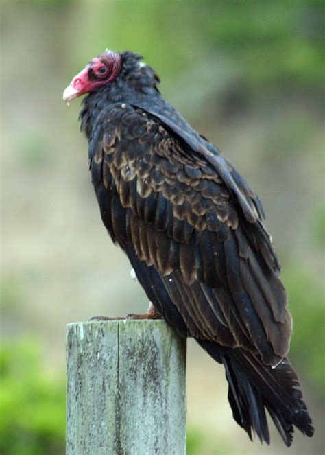 Turkey Vulture