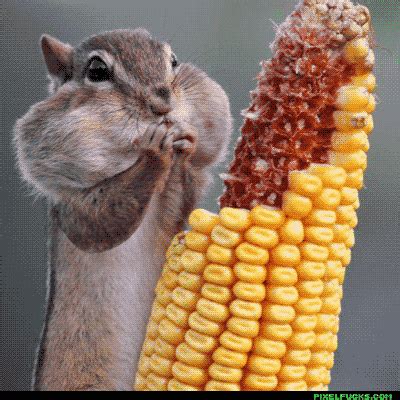 Corn GIFs - Find & Share on GIPHY