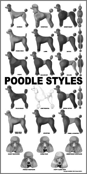 Poodle Cut Styles