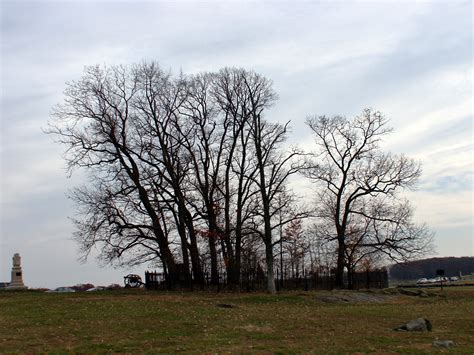 The Copse of Trees by mlabot on deviantART