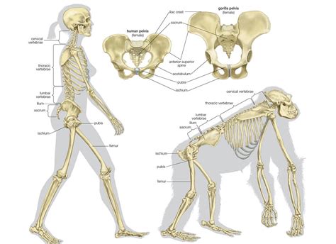 Intelligent design? The laryngeal nerve - AnthroScape