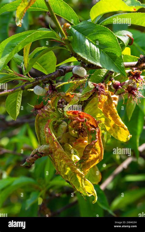 Peach leaf curl. Fungal disease of peaches tree. Taphrina deformans. Peach tree fungus disease ...