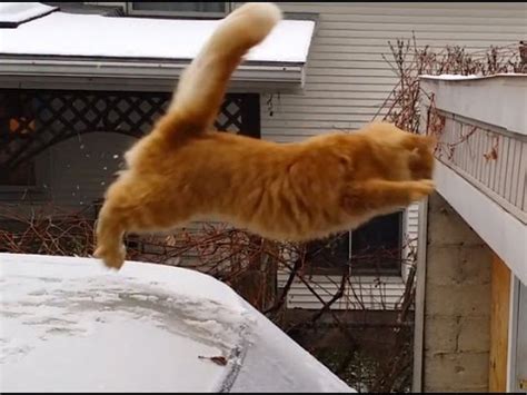 Epic Cat Fails - YouTube