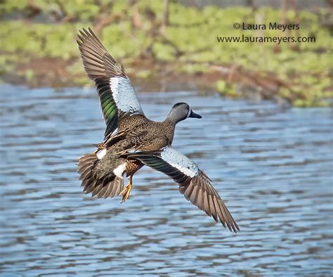 Blue-winged Teal in Flight - Laura Meyers Photograpy