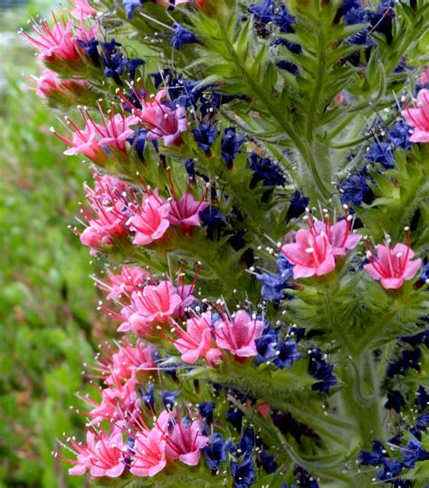 Echium wildpretii, a tale of survival - Plant Lust