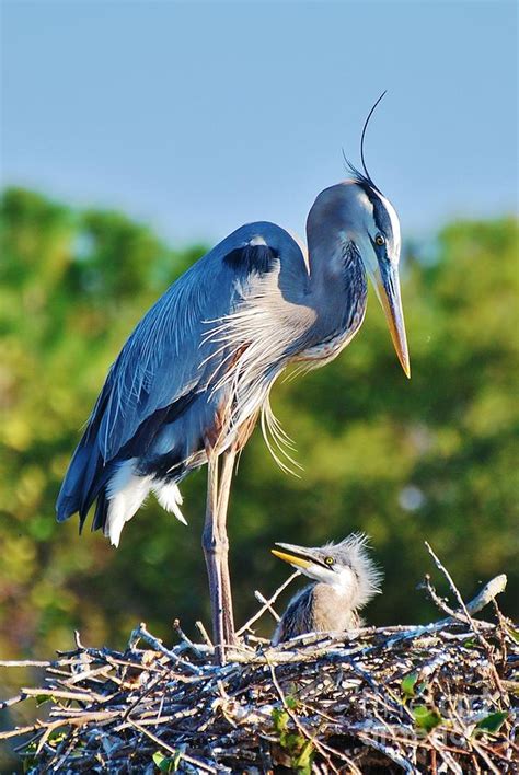 Great Blue Heron and Baby Photograph by William Wyckoff | Fine Art America