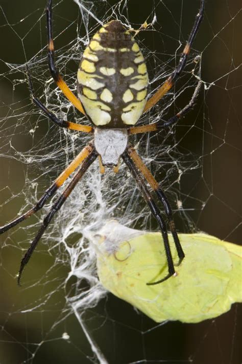 Female Black-and-yellow Argiope (Argiope Aurantia) Stock Image - Image ...