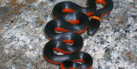 Ring-necked Snake | Burke Museum