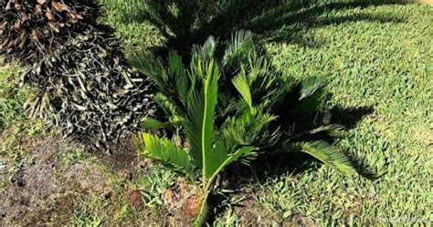 Can You Cut up A Sago Palm: Dividing Sago Palms - The Pro Garden